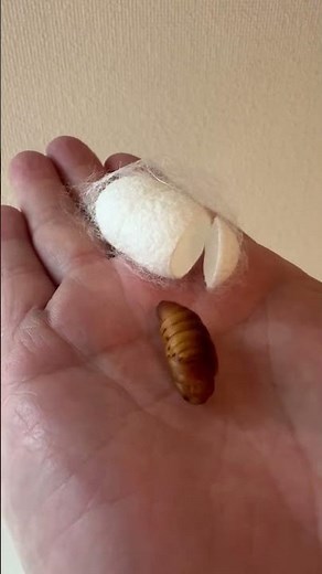 蚕が繭をつくったので、繭から出して育てています。