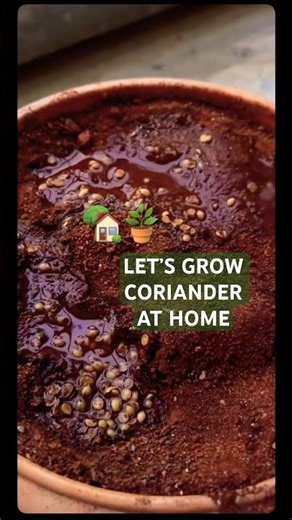 Growing Coriander at HOME #part1 #kitchengarden #coriander