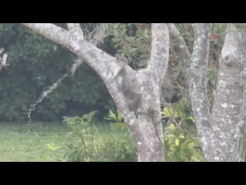 squirrel and rabbit in the prayer garden ￼
