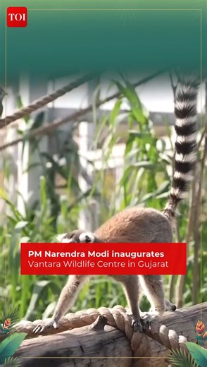 Watch | PM #NarendraModi spends day at 'Vantara' in #Gujarat on World Wildlife Day During the visit, PM Modi patted an Okapi, fed a recently orphaned one-horned Rhino calf, and witnessed an Asiatic Lion undergoing an MRI as he inaugurated #Vantara – a wildlife rescue, rehabilitation, and conservation facility in Gujarat. | The Times of India