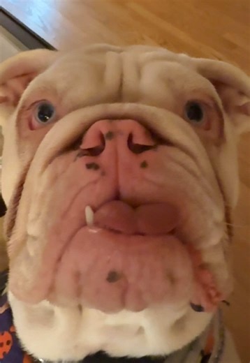 English Bulldog Begs for Treats