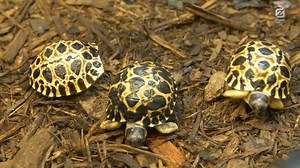 Baby pickles have hatched! At 90 years young, Mr. Pickles is the oldest animal at the Zoo and is the newest father of three radiated tortoises. These little Pickles are a big dill for radiated tortoise genetics as their father is the most genetically valuable radiated tortoise in The Association of Zoos and Aquariums' (AZA) Species Survival Plan® (SSP). The new tortoises will remain behind the scenes in the Reptile & Amphibian House until they are big enough to safely join their parents. Meet Di