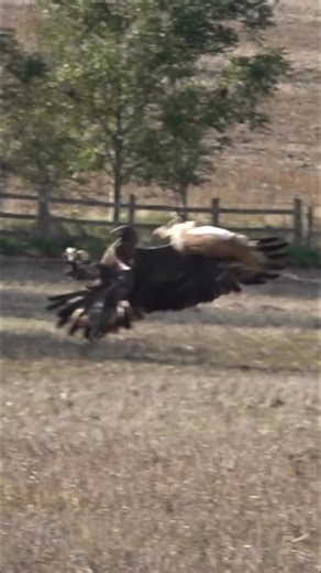 1.8M views · 18K reactions | Sako trying his best to catch a jumping Hare! The Hare rises like an Alaskan Salmon! | BullX Training Falconry & Hawking | Facebook