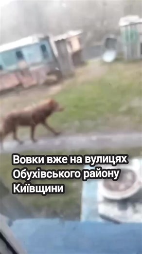 На Обухівщині (Київська обл.) місцеві помітили вовків і не десь у лісі, а близь сіл Халеп’я та Витачів. Популяція вовків в Україні нині вже нараховує близько 3600 особин — і лише за останні 3 роки вона зросла майже вдвічі. Це не суха статистика, це жива реальність, яка вже стукає в наші подвір’я. Джерело: "Підслухано. Обухів" #вовки #хижаки #УТМР #вовкиБлизько Українське товариство мисливців і рибалок - УТМР ДП "Ліси України" Всеукраїнська асоціація мисливців та користувачів мисливських угідь Де