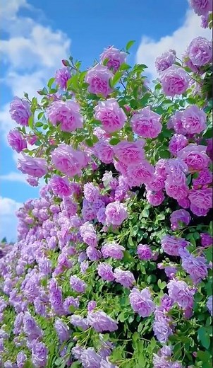 Beautiful purple climbing rose flowers garden (4/5)