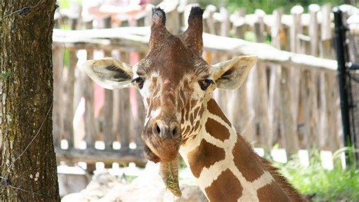 Dallas Zoo giraffe euthanized over injuries from 'unexpected fall'