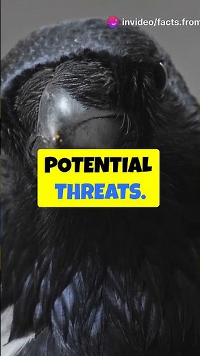 5 Mind-Blowing Facts About Crows!