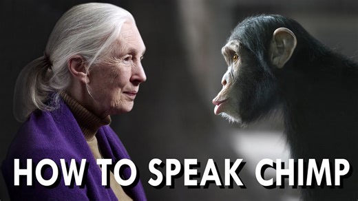 Should Chimps have Rights? | feat. Dr. Jane Goodall