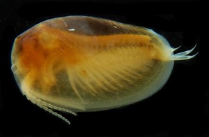 Clam shrimp - Alchetron, The Free Social Encyclopedia