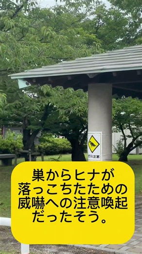 #矢田貝かおり カラスについてもっと知ろう