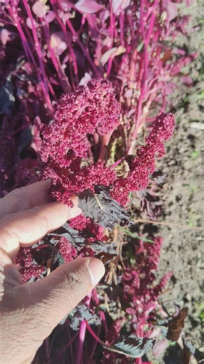 how to harvest red amaranth seeds #gardening #ytshorts