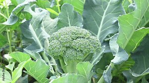 Broccoli in organic vegetable garden. Its other names Brassica oleracea var italica. This is an edible green plant in the cabbage family. Broccoli is a particularly rich source of vitamin C and K.