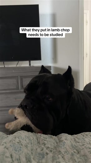 Understanding Dog Behavior: Titus and Nova's Obsession