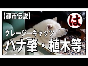 [Showa era urban legend] What Nabe Osami secretly did for Hana Hajime the day before the performa...