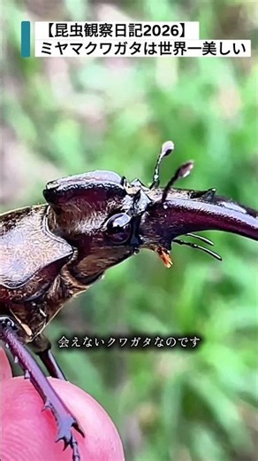 【昆虫観察日記2026】ミヤマクワガタ：世界一美しいクワガタ！人気の秘密「耳状突起」と、7月の高い山でしか巡り会えない儚き命の恋、興奮するとカブトにも向かう暴れん坊な姿に迫る / #asmr #4k