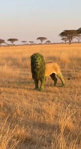 An embarrassing shower moment for King Lion .🦁 He was shocked, angry, and embarrassed simultaneously. 😂 👉Now tell me who is the king of Animals? Comment: HIPPO or LION ⚠️ AI-generated video for entertainment purposes. #hippo #lion #wildlife #safari #natureiswild #funnyanimals #aivideo #usareels | King Hippo