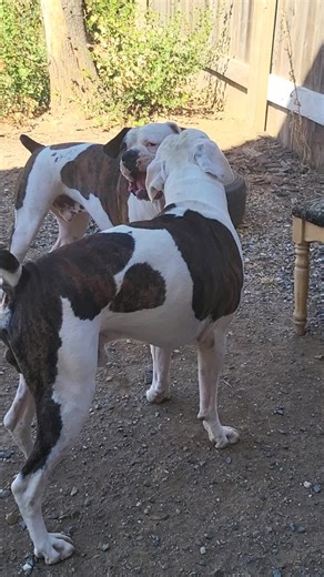 box of idiots (@boxofidiots)’s videos with original sound - box of idiots