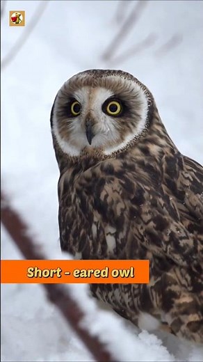 Owl Sounds Collection (Burrowing, Short-eared & Tawny Calls in the Wild)