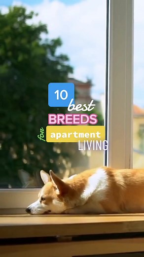 Top 10 Dog Breeds Perfect for Apartment Living