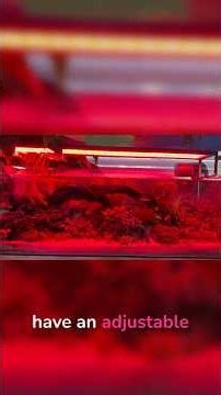 The Aquarium Light Mistake I Made for Years #aquarium #tutorial