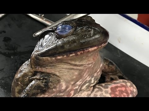 灘校生物研究部 カエルの解剖