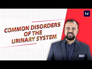 Common disorders of the urinary system | Biology | Kidney | Kidney stone