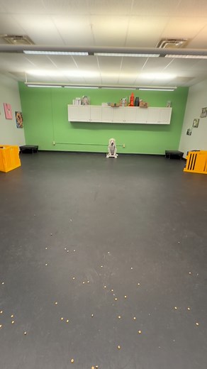 15 reactions | The best part about placeboard training at Moonwalkers is that you don’t HAVE TO go to the board …. you GET TO!!! The dogs love this stuff! Anyone super interested in the secret? Want stays that “SLEIGH” this holiday season ? #staysthatsleigh #placeboardtraining | Moonwalkers Dog Training | Facebook