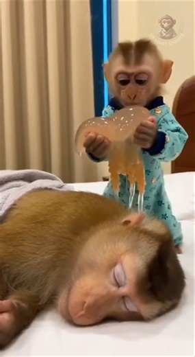 Baby Monkey Uses Jellyfish to Wake Up Sleeping monkeys 😊 #funnyanimalshorts