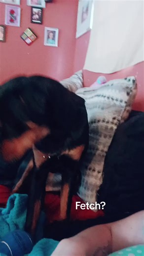 this is how she let's me know its time to play... ps its always time to play #mabel #rottie #mabeltherottie #dog #fetch