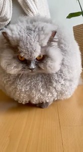 1.5M views · 47K reactions | Would you love a tiny sheep-cat like this in your home? 梁 | PawPawly | Facebook