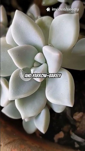 5 Container Plants That Thrive Without Water or Fertilizer (Almost Self-Sufficient) | Seedly 🌱