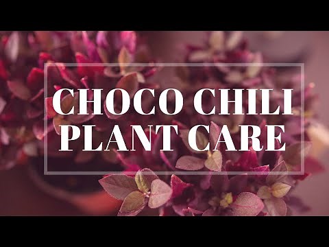 Choco Chili Alternanthera Complete Plant Care Guide (For Beginners)