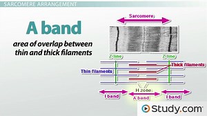 Sarcomere | Definition, Parts & Function