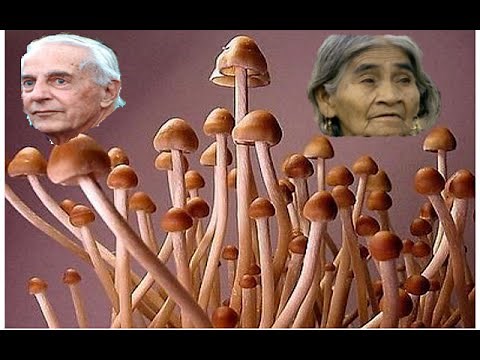 Les Champignons Hallucinogenes...