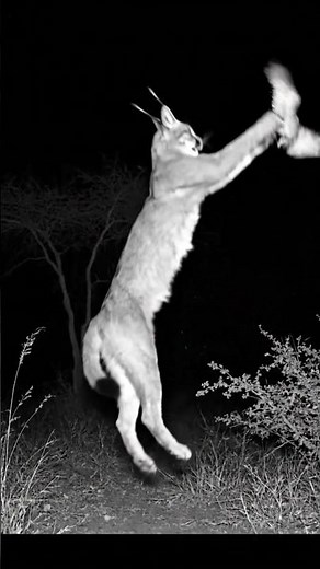 Caracal 's Epic Jump to Catch Bird - But Watch What Happens