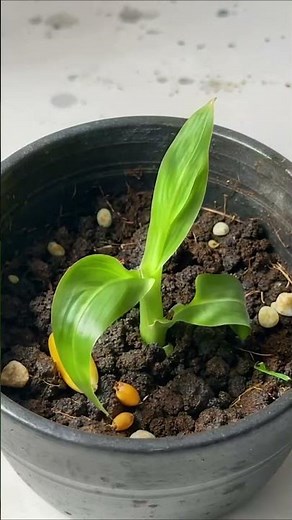 Corn Growing From Seed - 20 Days Time-Lapse in Black Pot!