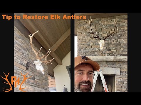 How to RESTORE Elk Antlers With Stain