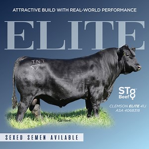 90 reactions | Looking for an ELITE Simmental bull for your breeding...