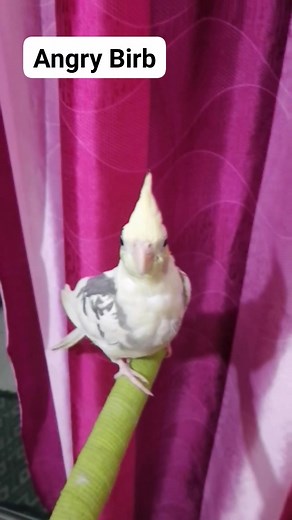 3.6K views · 193 reactions | Angry Bird | yellow feather | Facebook