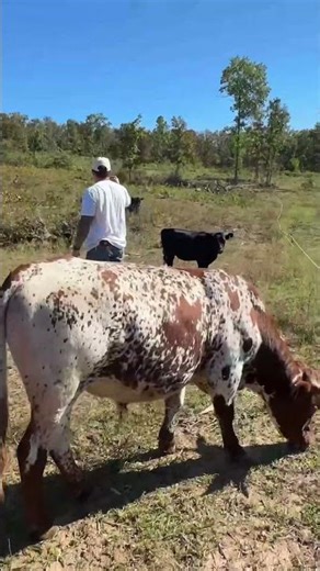Mama cow going to find her new baby #HomesteadLife #DailyReel #RuralLiving