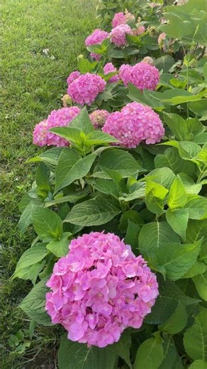 Pink Hydrangeas Easy To Growing #YouTubeHighFive #youtubeshort #youtubecreators June 20, 2026