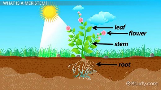 Plant Meristems | Definition, Function & Location