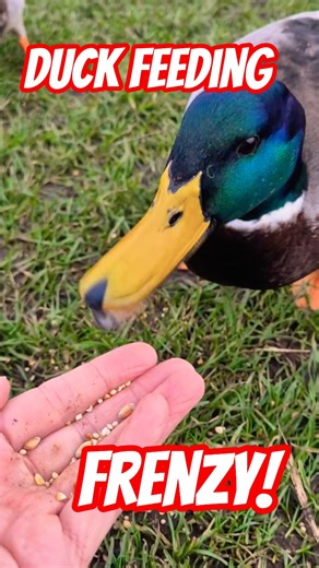 Excited Ducks Quacking for Food 🦆 #Shorts | No Talking just Quacking! #quackyducks