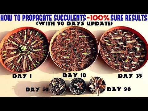 Propagate Succulents Like a PRO-Full Information