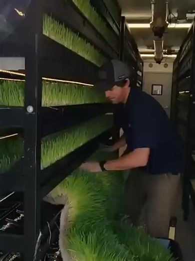 Hydroponic fodder is highly nutritious, vitamin-rich sprouted grain (barley, maize, wheat) grown without soil in 7–8 days, offering a sustainable, high-protein, and digestible feed for livestock using 70–90% less water. #grass #fodder #feed #grow #plant #plants #cowfarm #farm