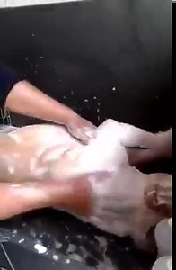 208K views · 5.6K reactions | Loving a good scrub.... | Keep The Bull Breed Free | Facebook