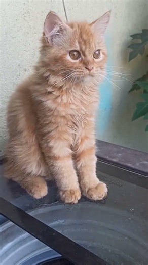 just4fun😂 #funnyvideo #猫咪搞笑 #面白い猫動画