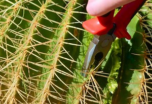 37K views · 47 reactions | Cooking Wild Cactus | Health is Wealth | Facebook