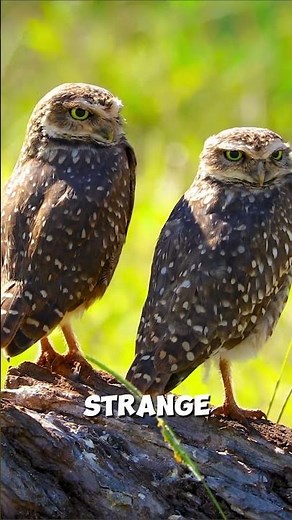 Baby Owls Sleep Face Down 😲🦉 || #animalfacts #owl @AnimalMysteries-YT