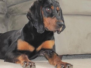 425K views · 1.3K reactions | ⭐️⭐️⭐️⭐️⭐️ Ear Stuff Review from USA "I ordered Ear Stuff. Ok it took a couple of months to fully work but the first time in 3 years after 3 different vets my hounds ears are healthy and clear! I’m doing once a week in his ears now to keep them healed. I have to tell everyone I’m still on the same bottle! It’s amazing stuff! And my hound smells so good." Susan Lynn Bozarth-Staff USA | Stinky Stuff | Facebook